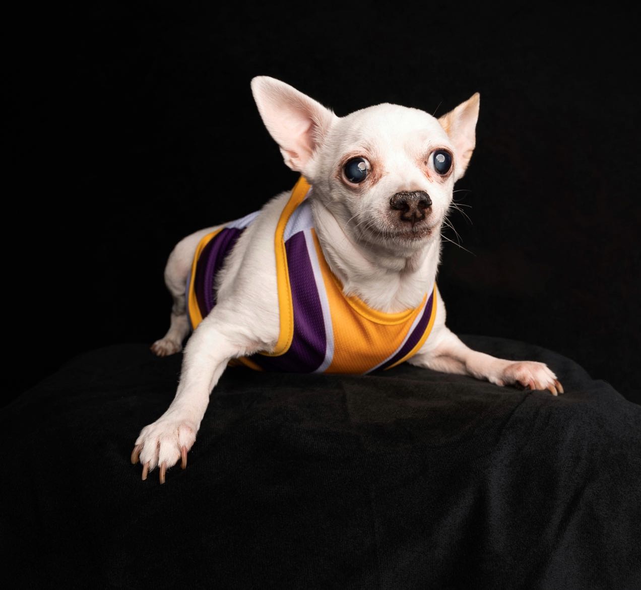 Kate Feste weiße / schwarze feste Falthintergrund Doppelseitig Fotografie 5X6.5ft(1.5x2m) - Kate Backdrop.de