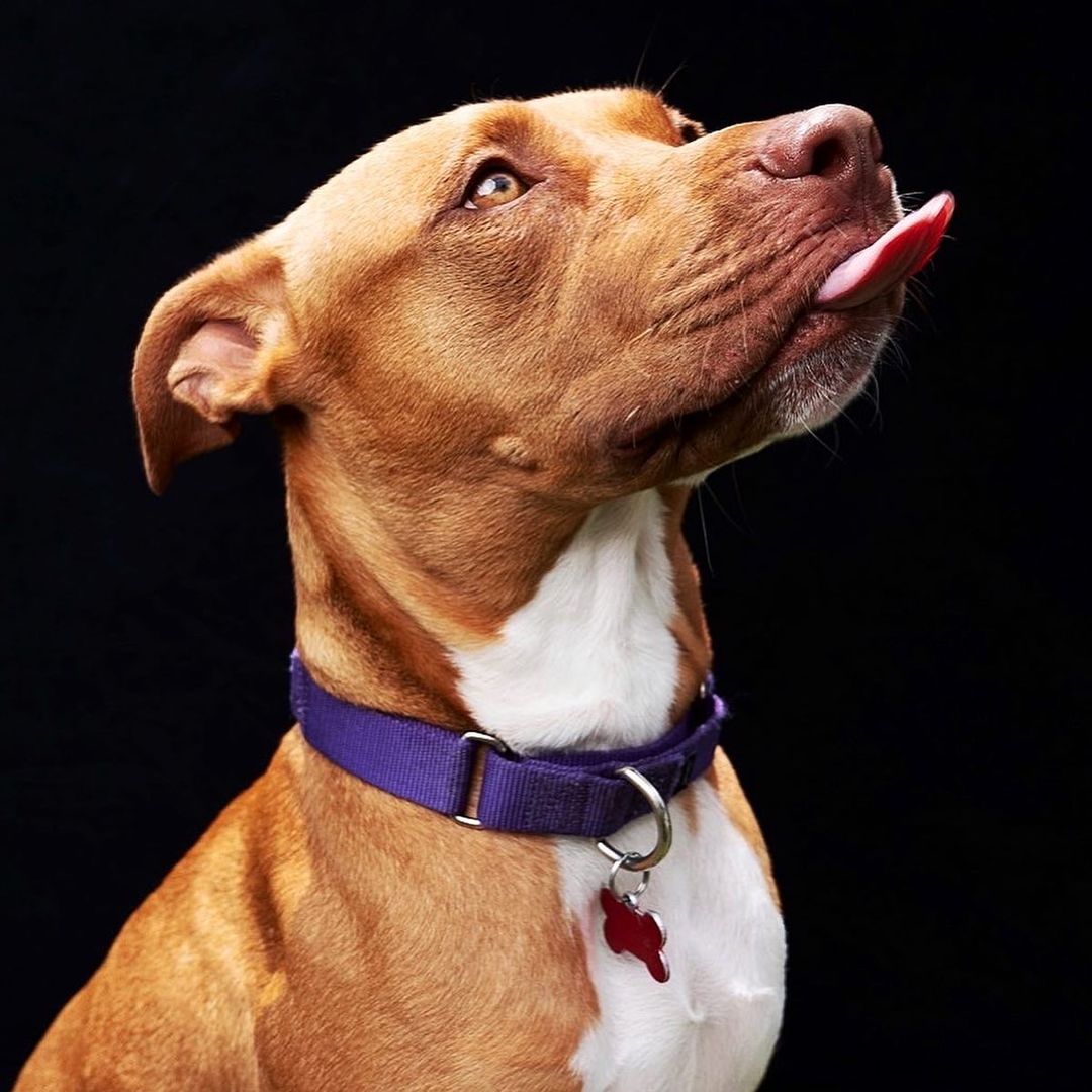 Kate Feste weiße / schwarze feste Falthintergrund Doppelseitig Fotografie 5X6.5ft(1.5x2m) - Kate Backdrop.de