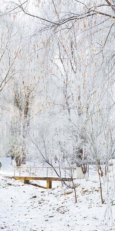Kate Winter Schneeszene Hain Hintergrund von Emetselch - Kate Backdrop.de