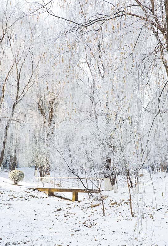 Kate Winter Schneeszene Hain Hintergrund von Emetselch - Kate Backdrop.de