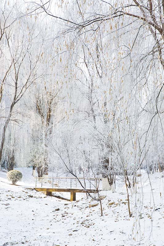 Kate Winter Schneeszene Hain Hintergrund von Emetselch - Kate Backdrop.de