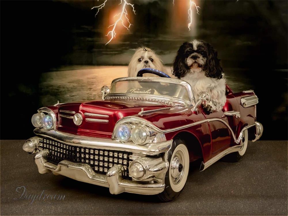 Kate Dunkel Himmel Straße Hintergrund Sport Fotografie Haustier - Kate Backdrop.de