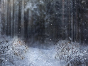 Winter Schneebedeckt Wald Hintergrund