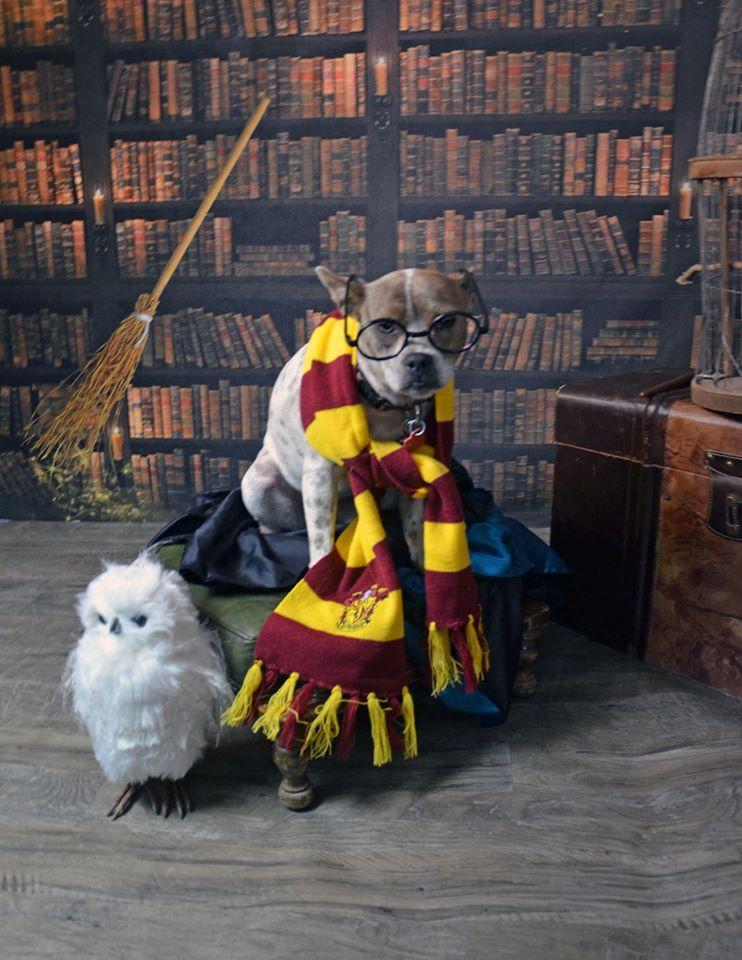 Kate Bücherregal der Bibliothek Schulanfang Hintergrund Entworfen von JS Photography - Kate Backdrop.de