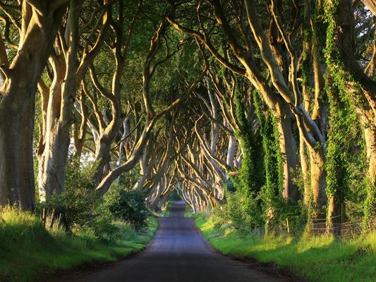 Katebackdrop£ºKate Green Big Trees Road Scenery Backgroud