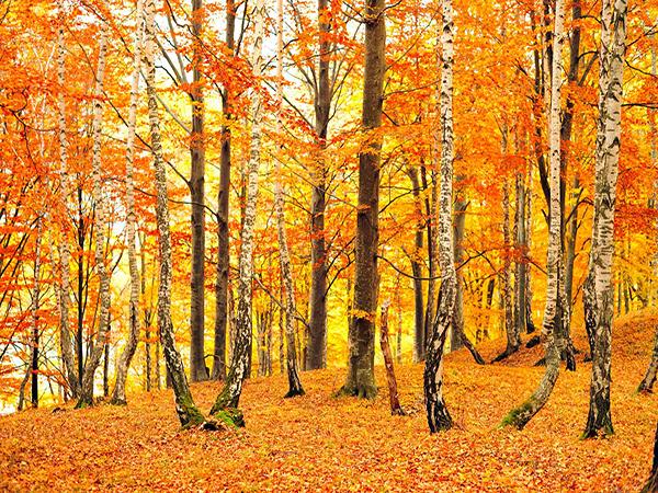 Katebackdrop:Kate Autumn Scenery Photography Backdrop Forest Photo Background