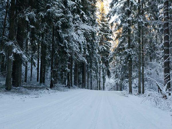 Katebackdrop:Kate Winter Forest Snow World Backdrop