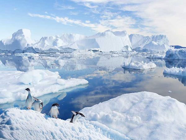 Katebackdrop:Kate Snow World Penguin Ice cream Backdrop