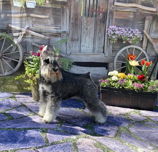 Kate Alte Holzscheune Frühling Hintergrund im Freien für Fotografie - Kate Backdrop.de