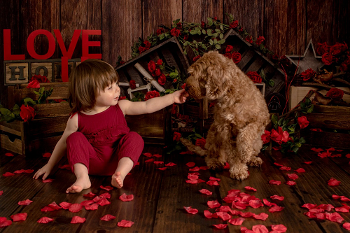 Kate Valentinstag Rosen hölzerner Hintergrund entworfen von Jia Chan Photography - Kate Backdrop.de