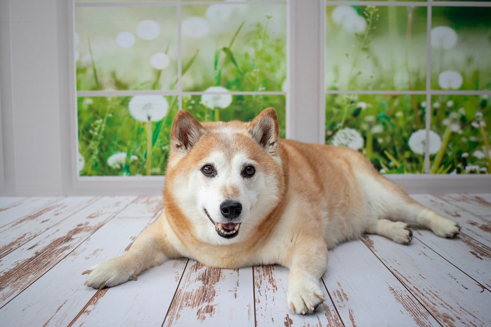 Kate Fenster Hintergrund Frühling Sommer Garten von Emetselch - Kate Backdrop.de