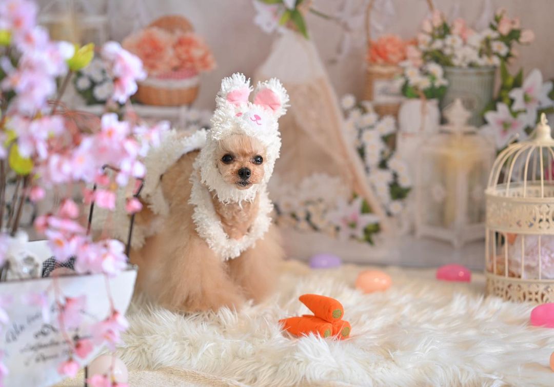 Kate Frühling Boho Zelt Blumen Dreamcatcher Hintergrund von Emetselch - Kate Backdrop.de