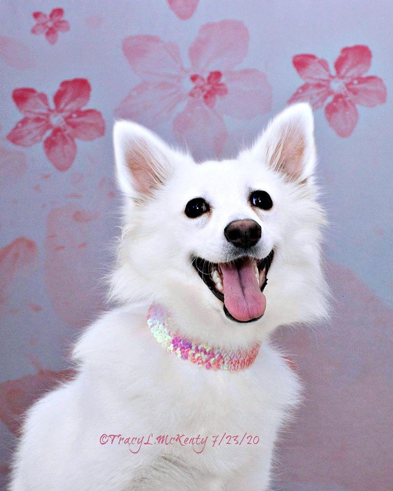 Kate Blumen Hintergrund rosa Pfirsichblüte von Chain Photography - Kate Backdrop.de