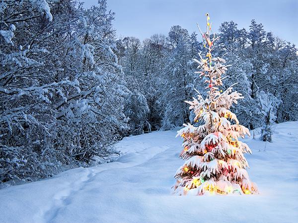 Katebackdrop:Kate Snow Winter Forest World Christmas Backdrop