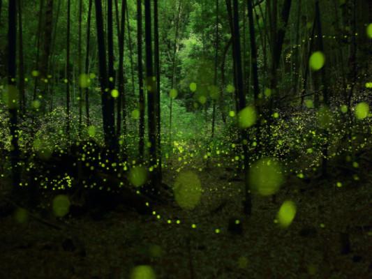 Katebackdrop:Kate Green Forest Light Spot Photography Backdrops