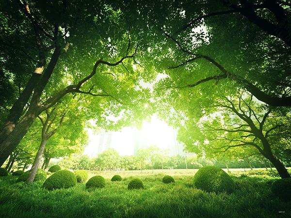 Katebackdrop:Kate Natural Backdrop Scenery Forest Night Background