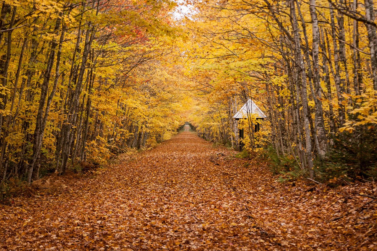 Katebackdrop:Kate fall Leaves Road Backdrop photos