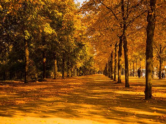 Katebackdrop:Kate Yellow Tree Forest Leaf Road Autumn Backdrops