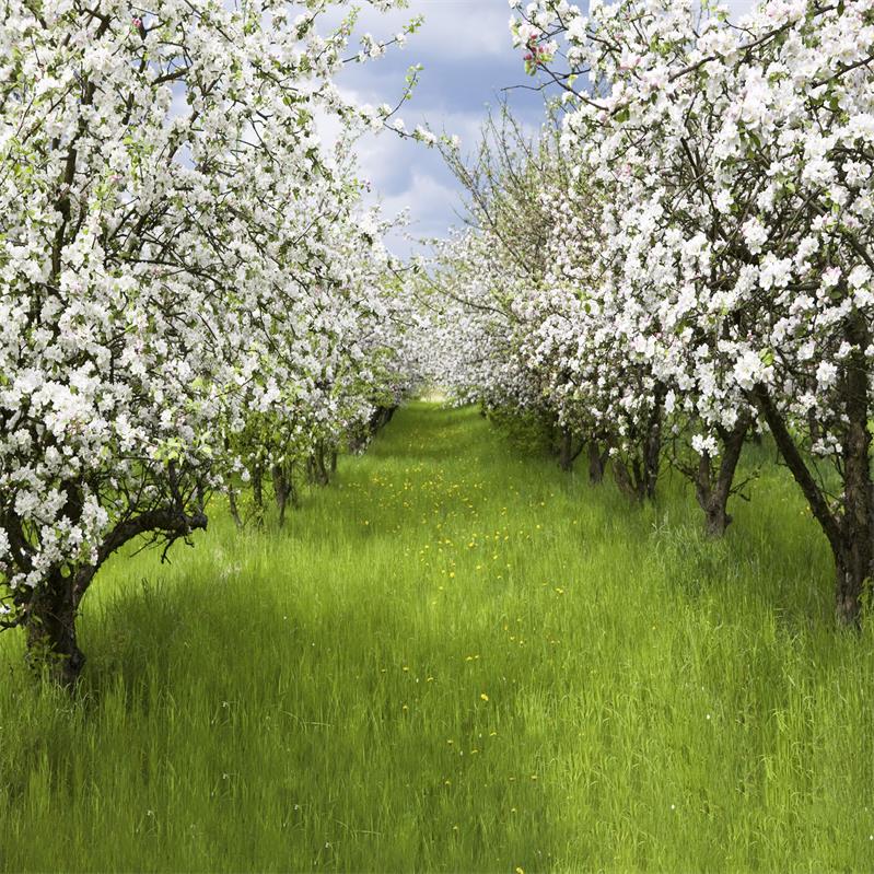 Kate Weiße Blumenbaum See hintergrund Grün Wiese - Kate Backdrop.de