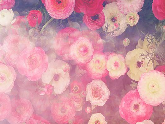 Katebackdrop:Kate Red Colored Flower Backdrop Floral Valentine's Day