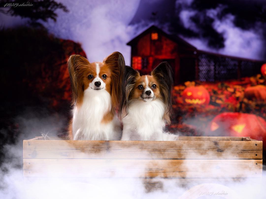 Kate Halloween Kürbis Laternen Haus Fotografie Hintergrund - Kate Backdrop.de