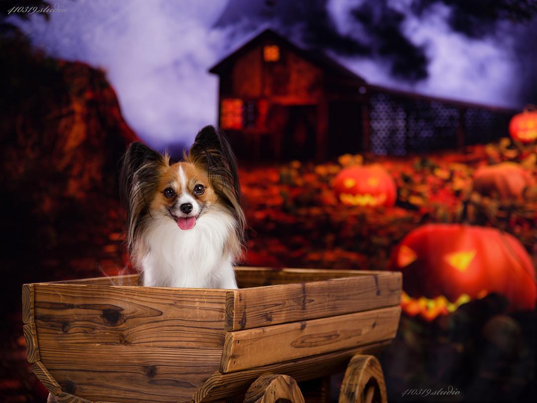 Kate Halloween Kürbis Laternen Haus Fotografie Hintergrund - Kate Backdrop.de