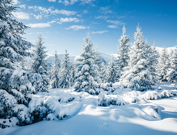 Kate  Schnee Winter  Weihnachten Fotografie Hintergrund