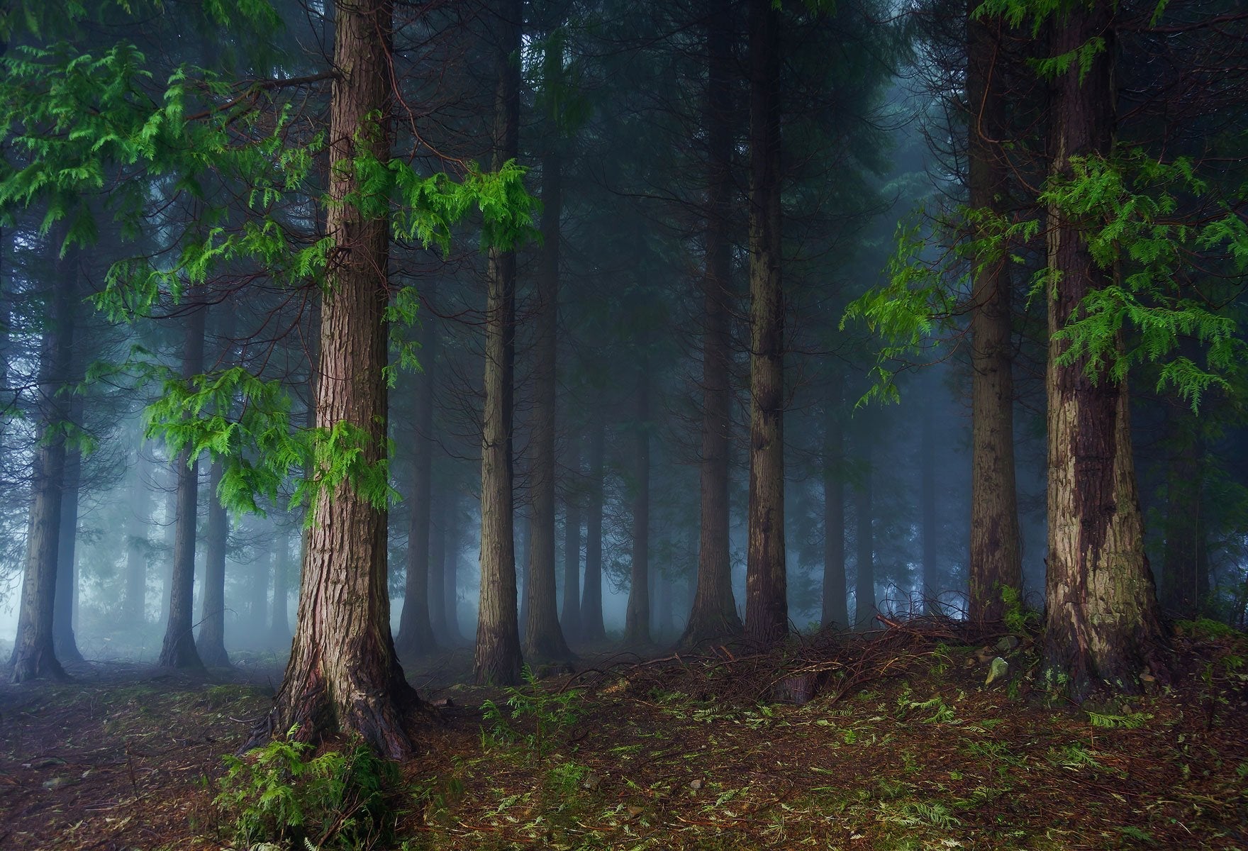 Katebackdrop：Kate Green Magic Forest Easter Spring Backdrop photography