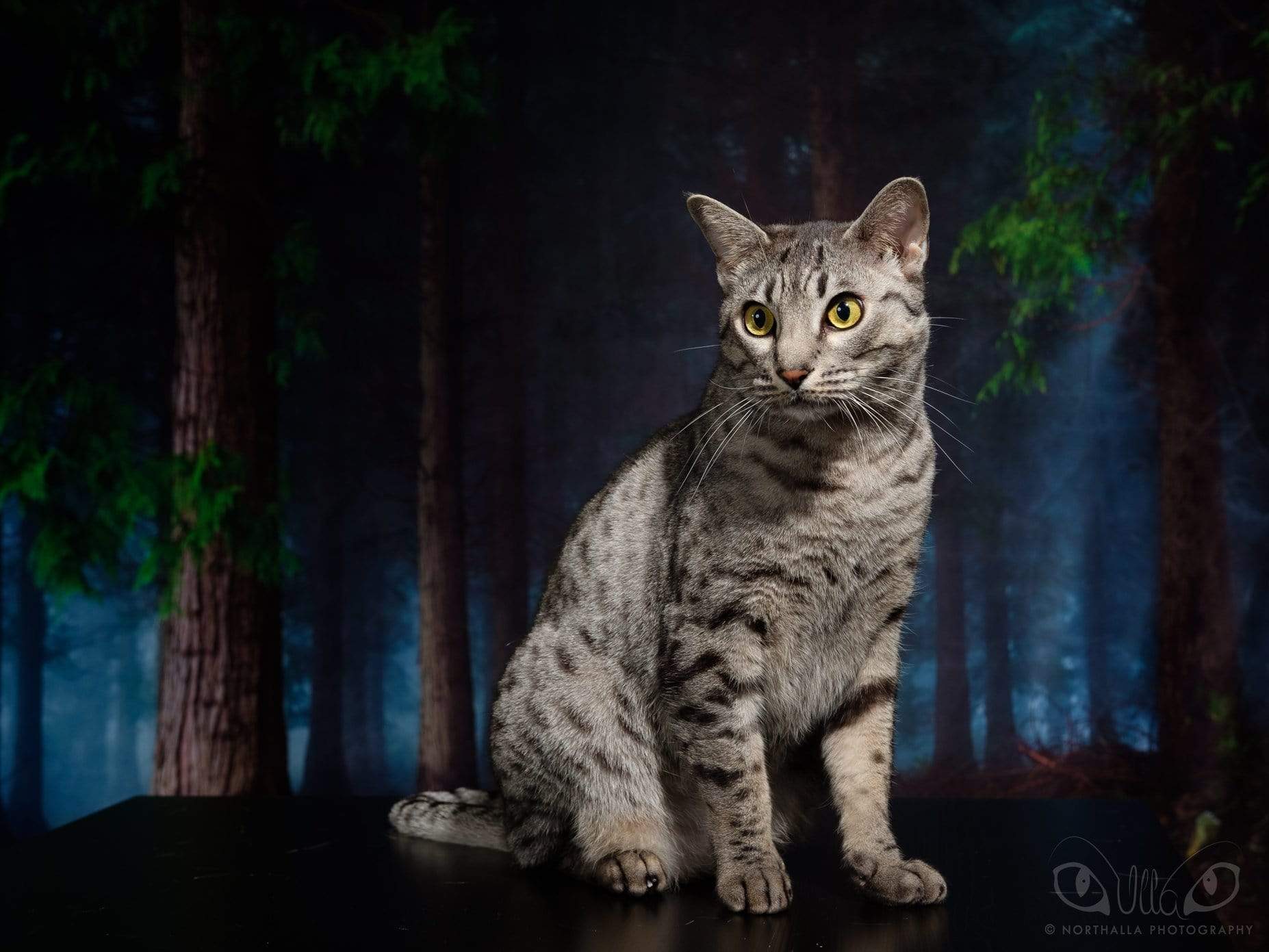 Kate Grüner magischer Wald Ostern Frühling Hintergrund photographie