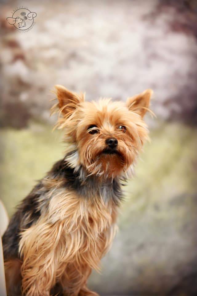 Kate Frühlingspark Rasen Kulisse für Fotografie Entworfen von Lisa Granden - Kate Backdrop.de