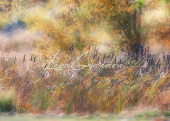 Kate Fine Cattails Hintergrund für die Fotografie Entworfen von Lisa Granden - Kate Backdrop.de