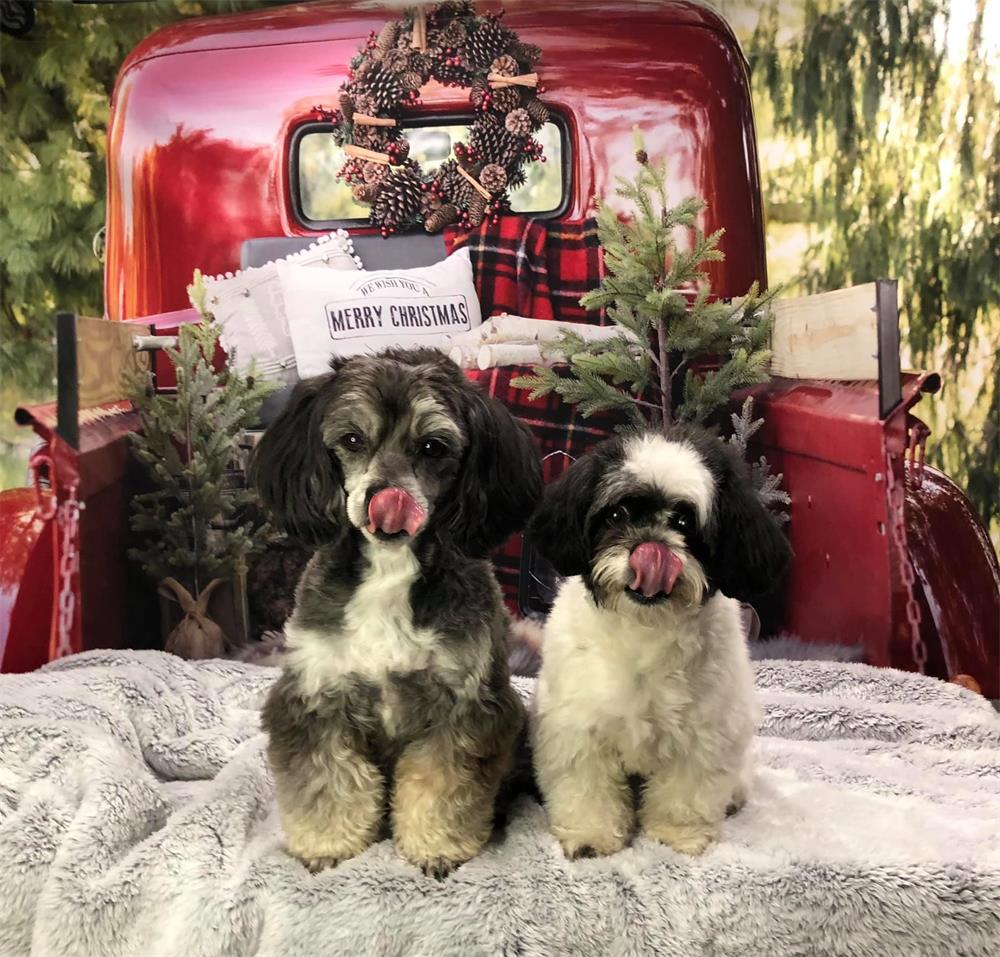 Kate Rot Weihnachten Truck Hintergrund von Mandy Ringe Photography - Kate Backdrop.de