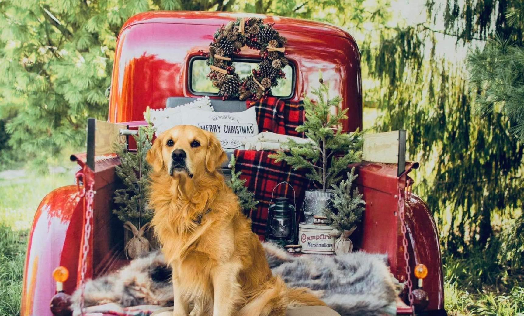 Kate Rot Weihnachten Truck Hintergrund von Mandy Ringe Photography - Kate Backdrop.de