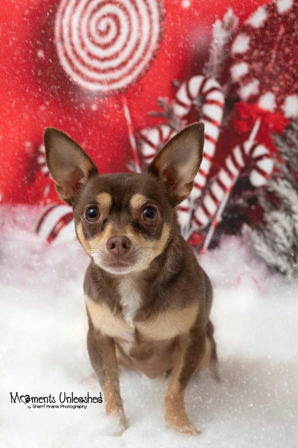 Kate Weihnachtspfefferminz-Wunderland-Kulisse heißer Kakao von Mandy Ringe - Kate Backdrop.de