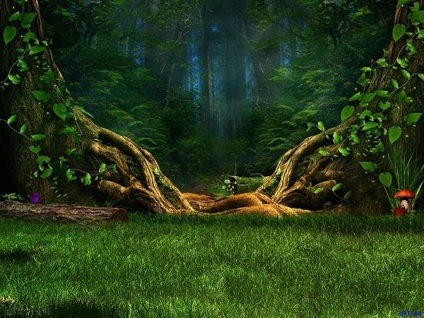 Katebackdrop:Kate Forest Theme Old Tree with Greenland floor Backdrop