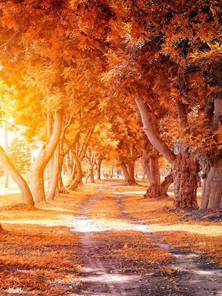 Katebackdrop:Kate Autumn Outdoor Scene Path Photography Backdrop