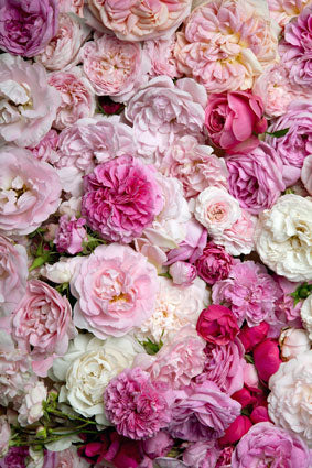 Kate Rote und rosa Blumen farbige Blumen Valentinstag Hintergrund Kinder - Kate Backdrop.de