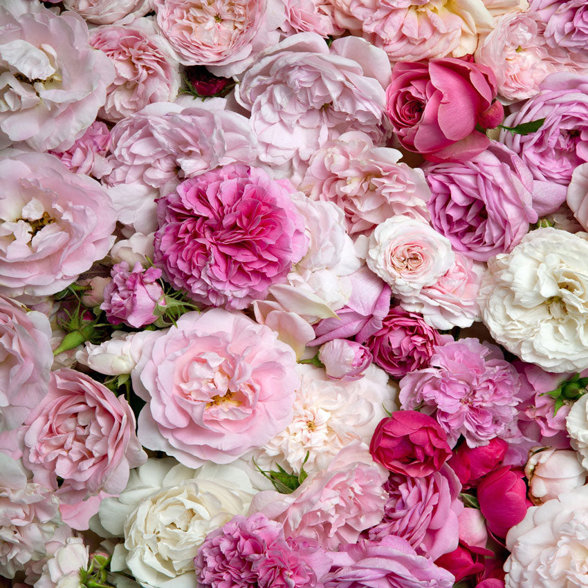 Kate Rote und rosa Blumen farbige Blumen Valentinstag Hintergrund Kinder - Kate Backdrop.de