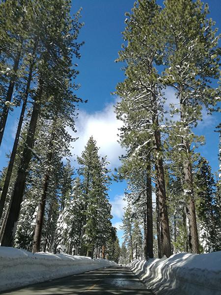 Katebackdrop:Kate Scenery Photography Backdrop Snow Trees Photo Background
