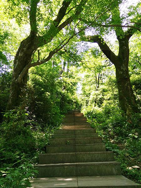 Katebackdrop:Kate Scenery Photo Backdrop Green Forest Stairs In Park
