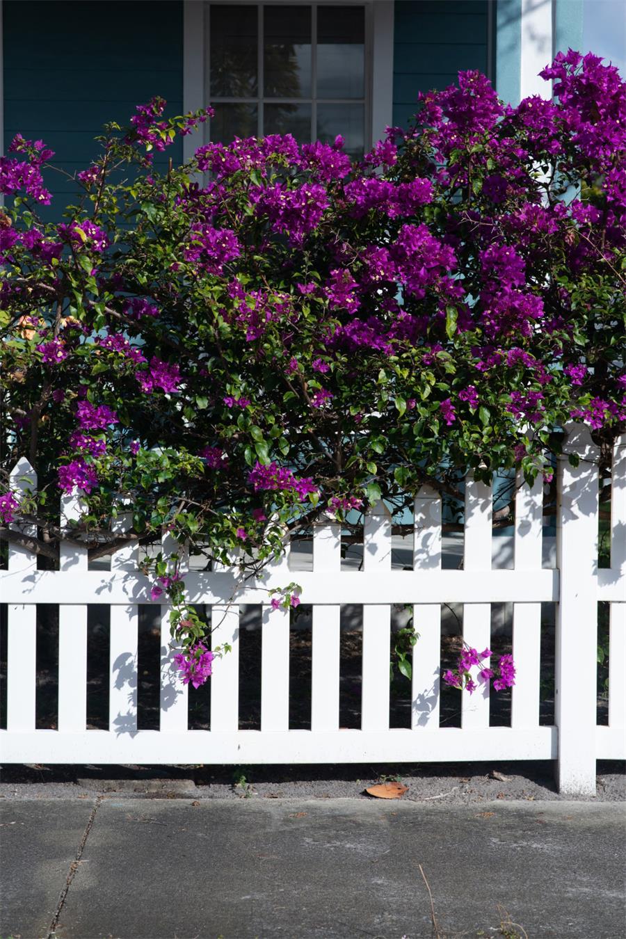 Kate Geländer und Blumen Frühlingshintergrund Entworfen von Tyna Renner - Kate Backdrop.de