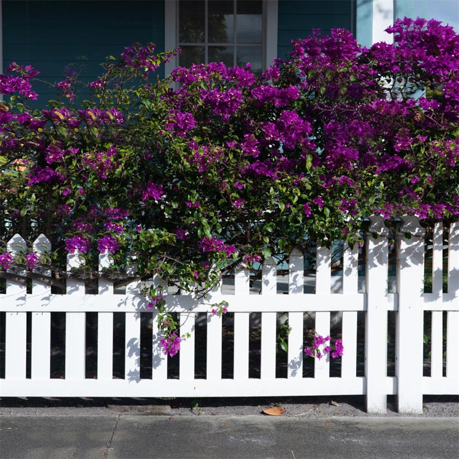 Kate Geländer und Blumen Frühlingshintergrund Entworfen von Tyna Renner - Kate Backdrop.de