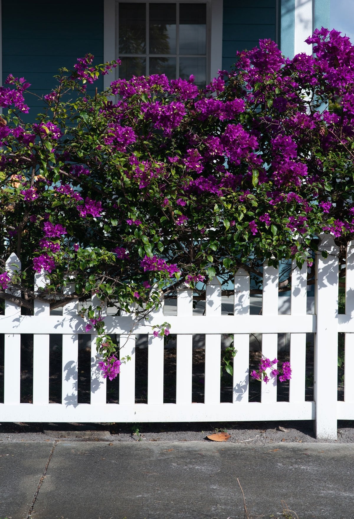 Kate Geländer und Blumen Frühlingshintergrund Entworfen von Tyna Renner - Kate Backdrop.de