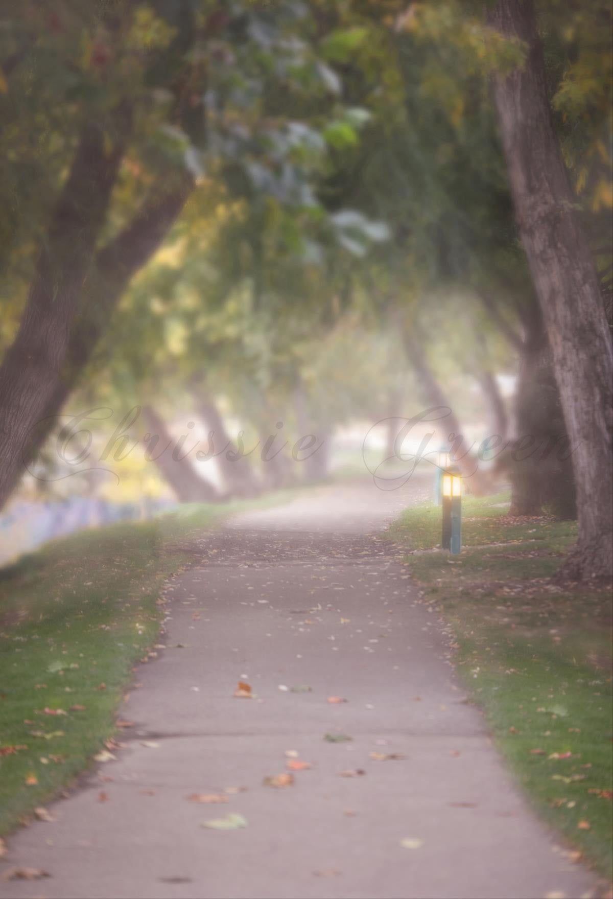 Kate nebliger Pfad Hintergrund für die Fotografie Entworfen von Lisa Granden - Kate Backdrop.de