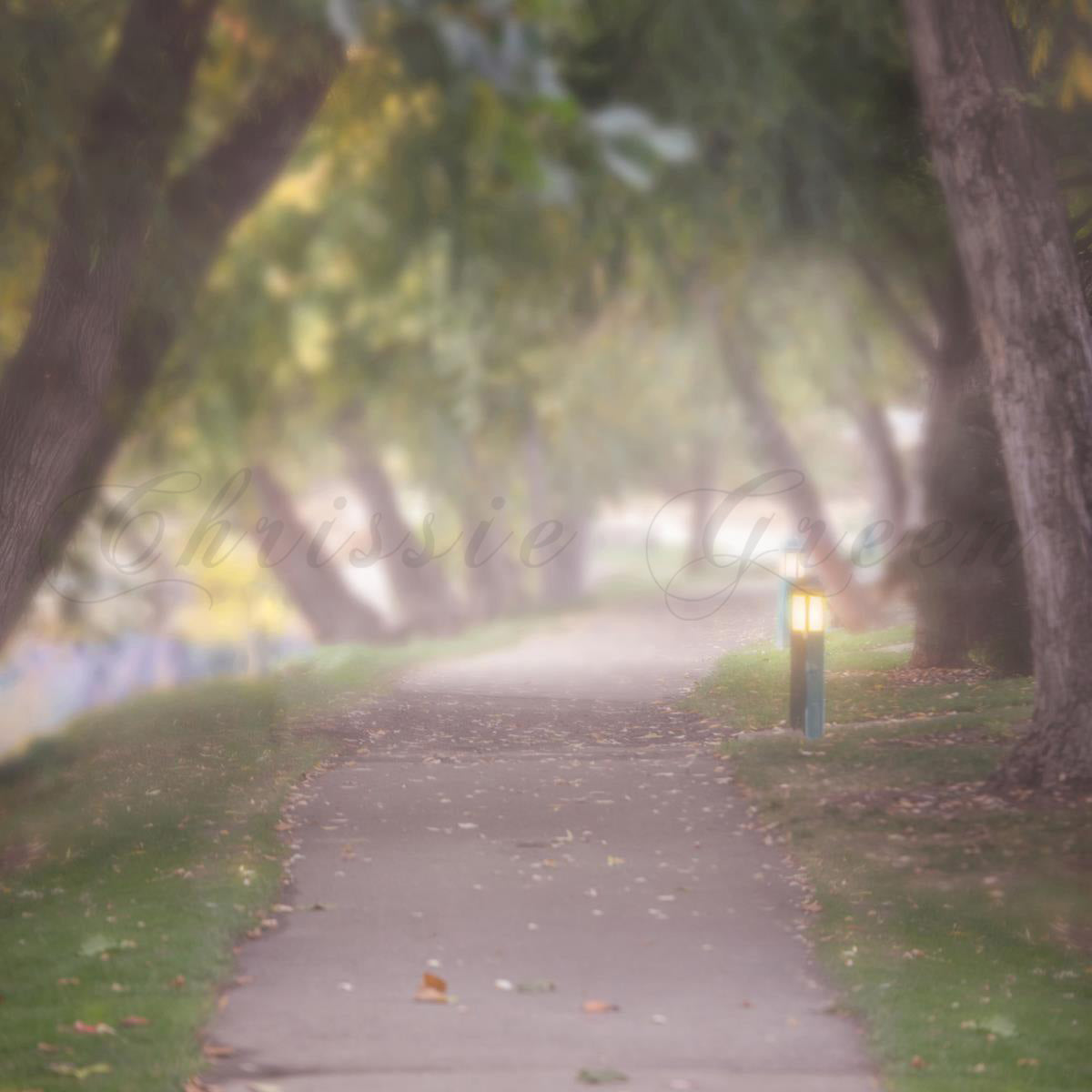 Kate nebliger Pfad Hintergrund für die Fotografie Entworfen von Lisa Granden - Kate Backdrop.de