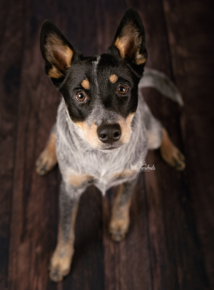 Kate Retro Holz braune Gummimatte Bodenmatte Neugeborenes - Kate Backdrop.de