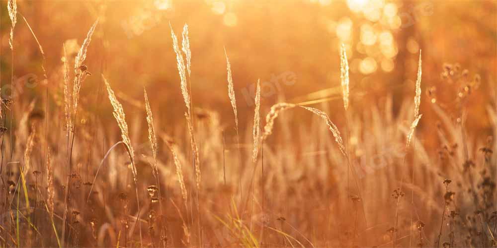 Kate Herbst Sonnenuntergang Hintergrund Wiese von Chain Photography - Kate Backdrop.de