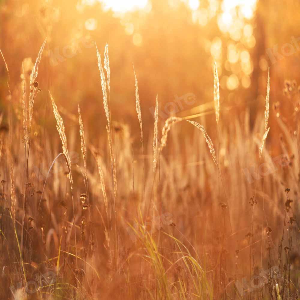 Kate Herbst Sonnenuntergang Hintergrund Wiese von Chain Photography - Kate Backdrop.de