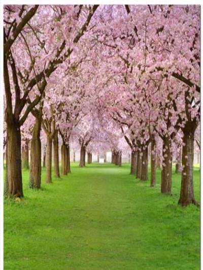 Kate Frühling Landschaft Foto Rosa Blumen Valentinstag Hintergrund Hochzeit Foto