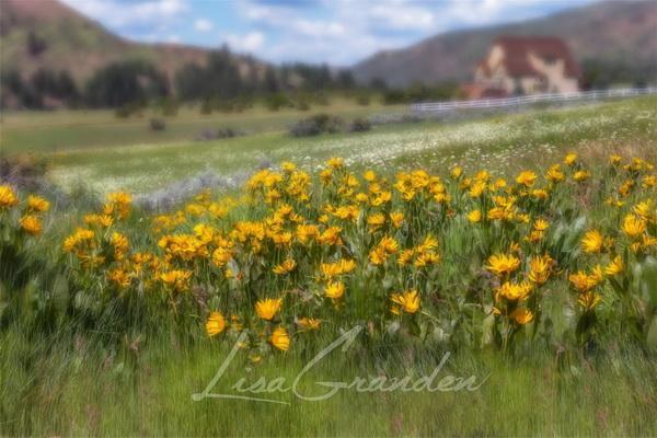 Katebackdrop£ºKate Mountain Meadow Backdrop for Photography Designed by Lisa Granden